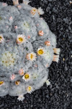 Kaktüs bitkisi volkanik topraklarda izole edilmiş. Mammillaria bocasana, Pudra Pudrası Kaktüsü