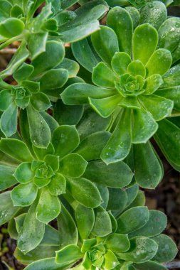Kaktüs bitkisi volkanik topraklarda izole edilmiş. Aeonyum arboryum var. holochrysum