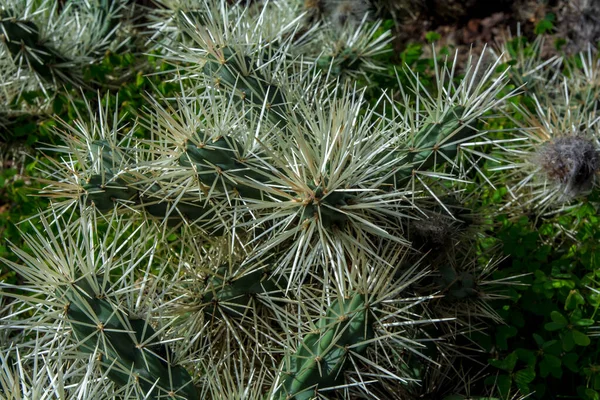 Planta Cactus Aislada Suelo Volcánico Cilindropuntia Tunicata —  Fotos de Stock