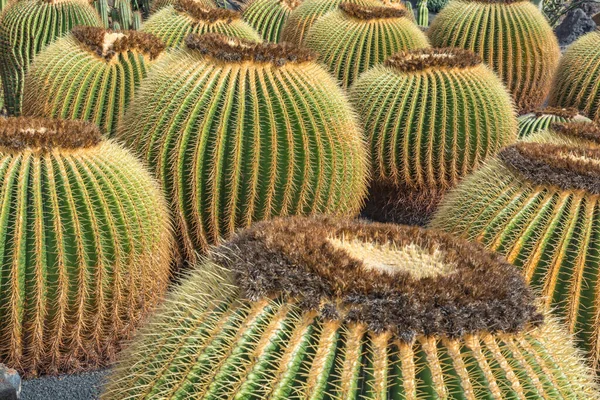 Cactus plant isolated on volcanic soil.  Echinocactus grusonii