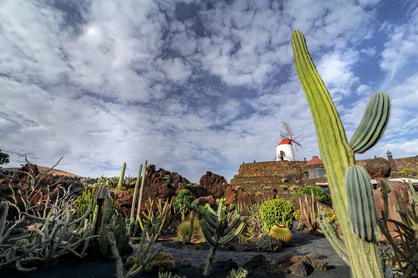 Lanzarote Spain Circa February 2019 Tropical Cactus Garden Lanzarote Created — Stockfoto