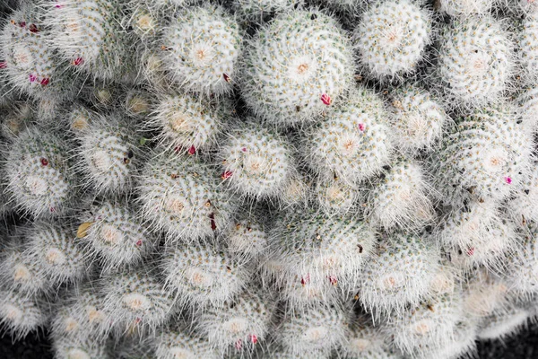 Zakład Kaktusowy Izolowany Glebie Wulkanicznej Mammillaria Geminispina — Zdjęcie stockowe