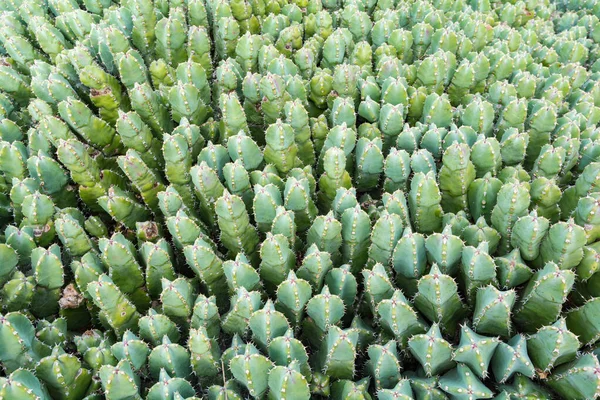 Planta Cactus Aislada Suelo Volcánico Euforbia Grandilata —  Fotos de Stock