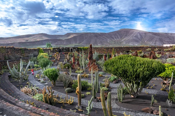 Lanzarote Spain Circa February 2019 Tropical Cactus Garden Lanzarote Created — Stockfoto