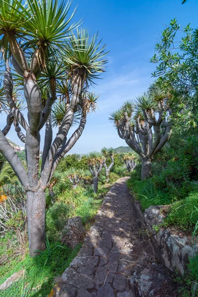 Canarian Drago Tree Beautiful Landscape Dracaena Draco — Stockfoto