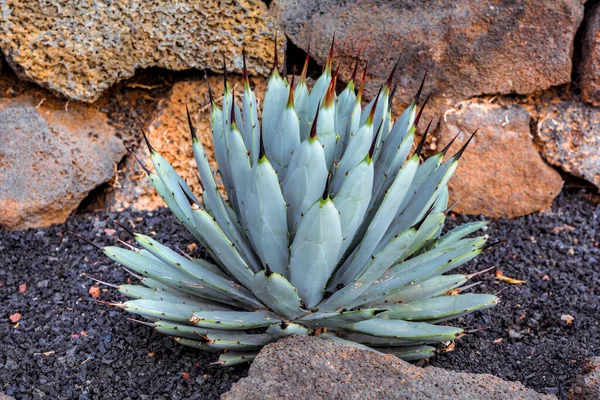 Kaktüs bitkisi volkanik topraklarda izole edilmiş. Agave makroakantha