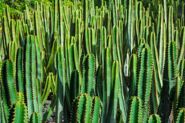 Plante Cactus Isolée Sur Sol Volcanique Euphorbe Pentagonale Euphorbia Pentagona — Photo