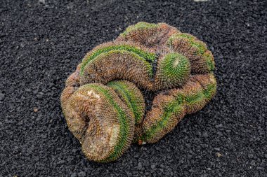 Kaktüs bitkisi volkanik topraklarda izole edilmiş. Mammillaria polithele cristata