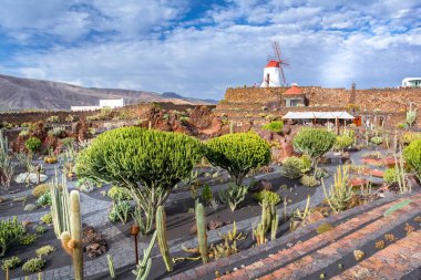 Lanzarote, İspanya. Şubat 2019 civarı. Lanzarote 'deki tropik kaktüs bahçesi mimar Cesar Manrique tarafından yapılmıştır.