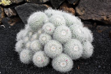 Kaktüs bitkisi volkanik topraklarda izole edilmiş. Mammillaria geminispina