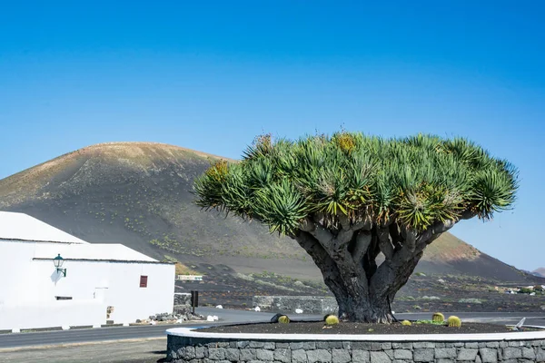 Beautiful Landscape Volcano Lanzarote Canary Islands Spain — Stockfoto