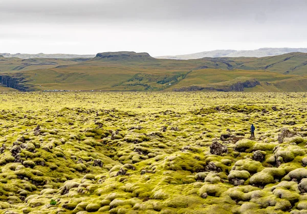 Panorama Utsikt Över Mattan Mossa Mysk Och Lavafält Island Vackert — Stockfoto