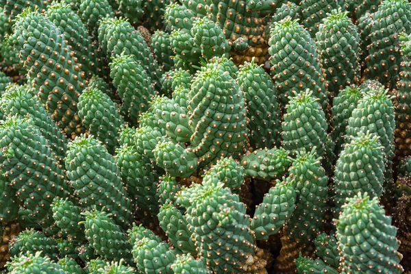 Cactus plant isolated on volcanic soil.Euphorbia caput-medusae