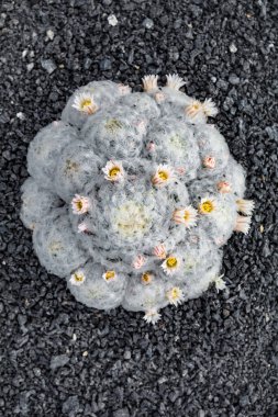 Kaktüs bitkisi volkanik topraklarda izole edilmiş. Mammillaria bocasana, Pudra Pudrası Kaktüsü