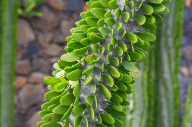 Cactus plant isolated on volcanic soil.Alluaudia procera clipart