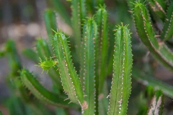 Cactus plant isolated on volcanic soil.  Spurge, Euphorbia pentagona