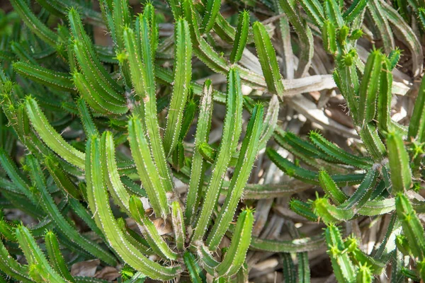 Zakład Kaktusowy Izolowany Glebie Wulkanicznej Oczyścić Euphorbia Pentagona — Zdjęcie stockowe