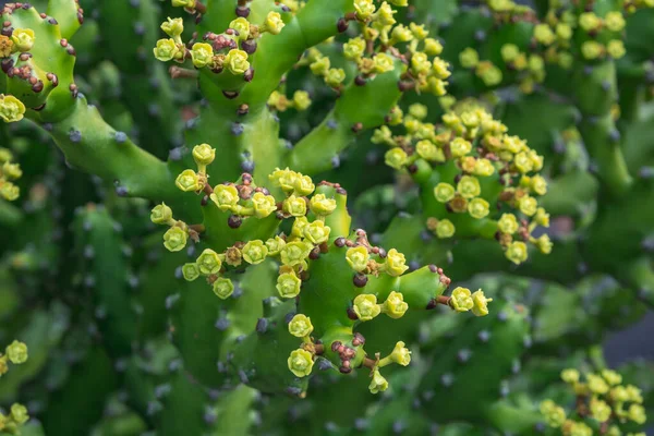 Planta Cactus Aislada Suelo Volcánico Euphorbia Mayurnathanii —  Fotos de Stock