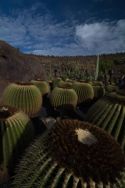 Lanzarote Espagne Vers Février 2019 Jardin Cactus Tropical Lanzarote Créé — Photo