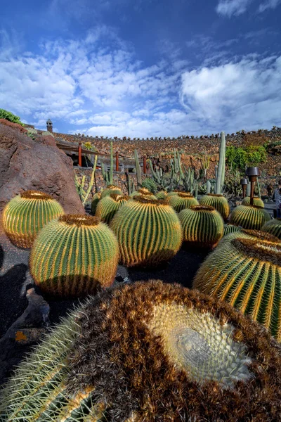 Lanzarote Espagne Vers Février 2019 Jardin Cactus Tropical Lanzarote Créé — Photo