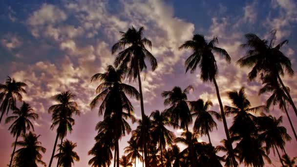 Sunset Paradise Palms — Stock Video