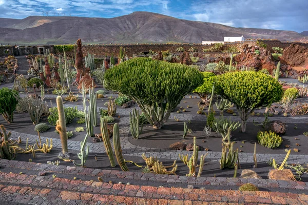 Lanzarote Spain Circa February 2019 Tropical Cactus Garden Lanzarote Created — Stockfoto