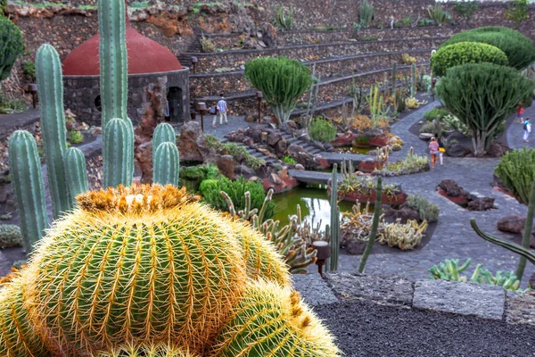 Lanzarote Espagne Vers Février 2019 Jardin Cactus Tropical Lanzarote Créé — Photo