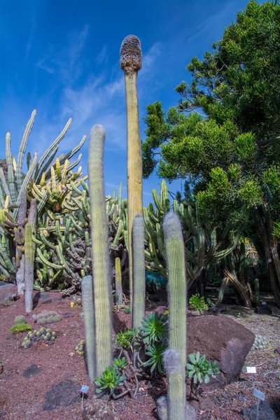 Kakteenpflanze Isoliert Auf Vulkanischem Boden — Stockfoto