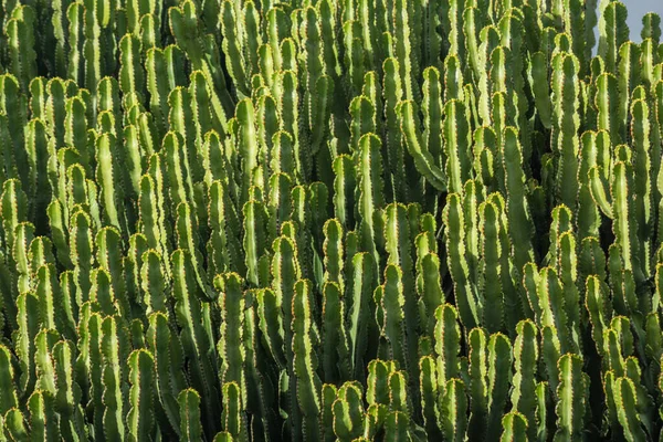 Cactus plant isolated on volcanic soil. Euphorbia candelabrum