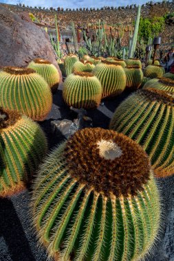 Lanzarote, İspanya. Şubat 2019 civarı. Lanzarote 'deki tropik kaktüs bahçesi mimar Cesar Manrique tarafından yapılmıştır.