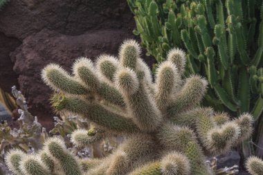 Kaktüs bitkisi volkanik topraklarda izole edilmiş. Opuntia bigelovii