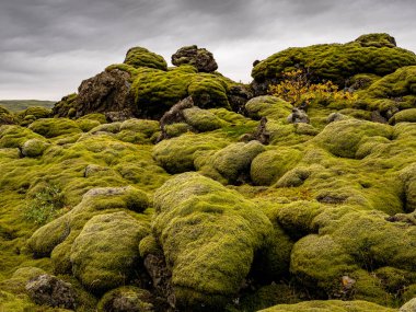 Lavların üzerinde yosun, misk ve liken halısı var. İzlanda güzel manzarası.