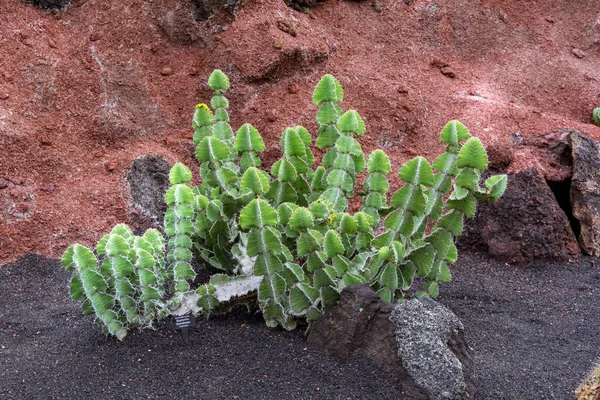 Plante Cactus Isolée Sur Sol Volcanique Euforbia Grandilata — Photo