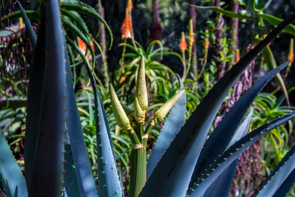 Cactus Plant Isolated Volcanic Soil Detail Aloe Flower Bud — Stock Photo, Image