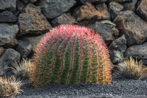 Cactus plant isolated on volcanic soil.