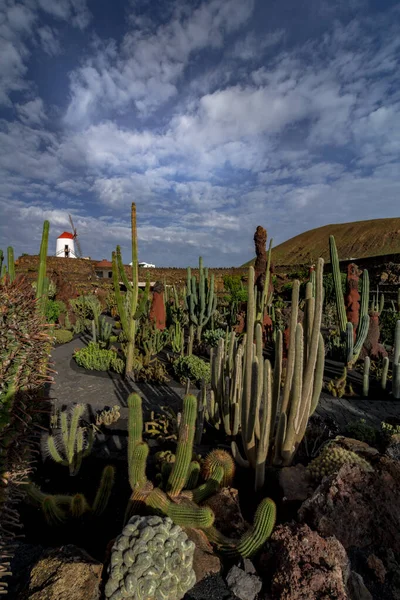 Lanzarote Spain Circa February 2019 Tropical Cactus Garden Lanzarote Created — Stockfoto