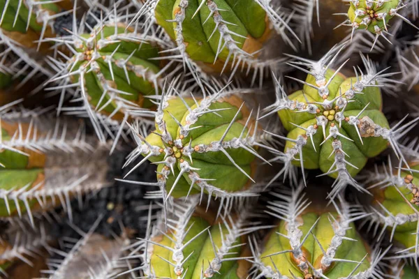 Planta Cactus Aislada Suelo Volcánico —  Fotos de Stock