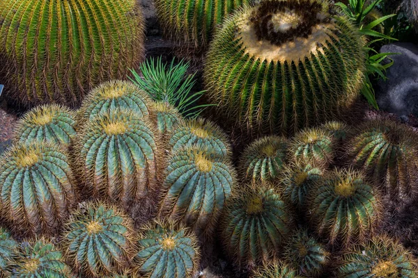 Zakład Kaktusowy Izolowany Glebie Wulkanicznej Glaucescens Ferokaktus — Zdjęcie stockowe