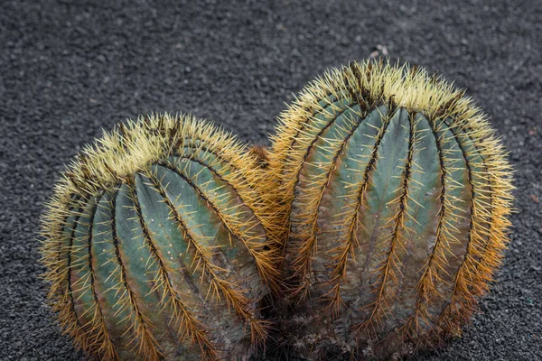 Pianta Cactus Isolata Suolo Vulcanico Ferocactus Glaucescens — Foto Stock
