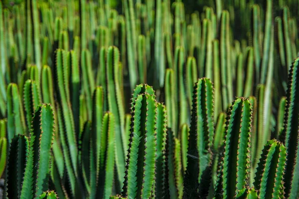 Kakteenpflanze Isoliert Auf Vulkanischem Boden Wolfsmilch Euphorbia Pentagona — Stockfoto