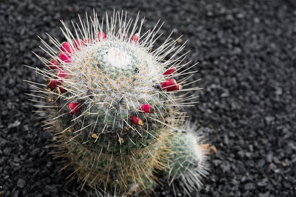 Impianto Cactus Isolato Suolo Vulcanico — Foto Stock