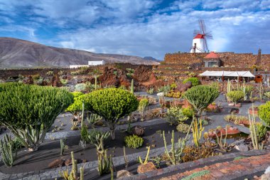 Lanzarote, İspanya. Şubat 2019 civarı. Lanzarote 'deki tropik kaktüs bahçesi mimar Cesar Manrique tarafından yapılmıştır.
