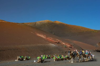 Lanzarote, İspanya. Şubat 2019 civarı. Timanfaya volkanlarında deve gezisi Lanzarote, Kanarya Adaları 'nda park edilir.