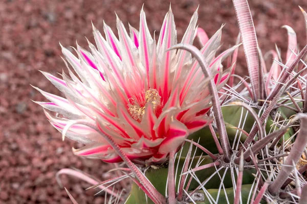 Impianto Cactus Isolato Suolo Vulcanico — Foto Stock