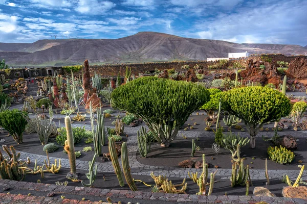 Lanzarote Spain Circa February 2019 Tropical Cactus Garden Lanzarote Created — Stockfoto