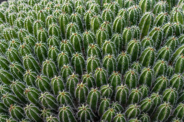 Impianto Cactus Isolato Suolo Vulcanico — Foto Stock