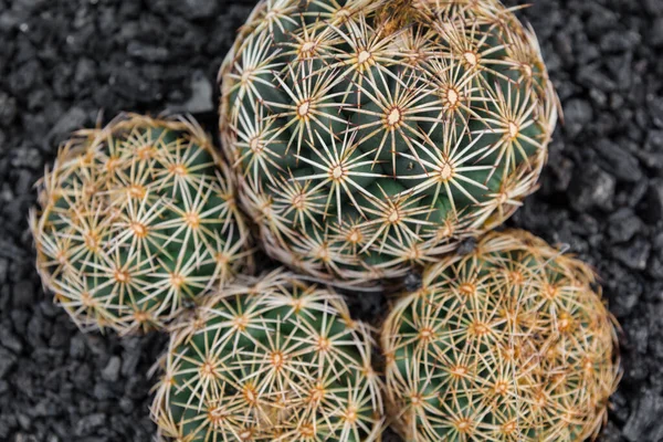 Pianta Cactus Isolata Terreno Pietra Lavica Mammillaria Elongata — Foto Stock