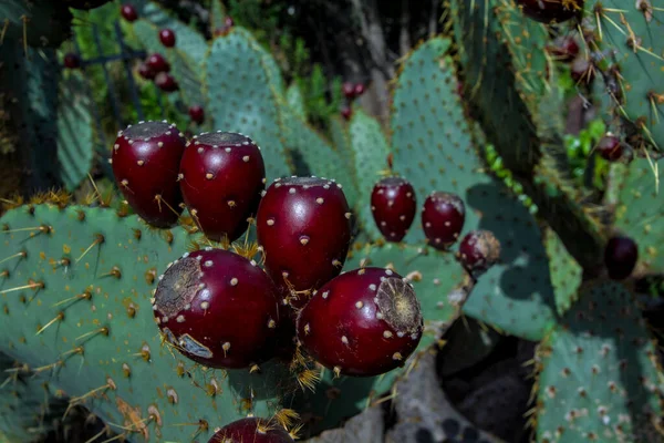 Planta Cactus Aislada Suelo Volcánico Opuntia Engelmannii Var Linguiformis —  Fotos de Stock