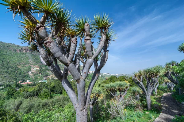 Canarian Drago Tree Beautiful Landscape Dracaena Draco — Stockfoto