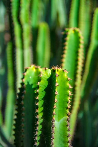 Plante Cactus Isolée Sur Sol Volcanique Euphorbe Pentagonale Euphorbia Pentagona — Photo